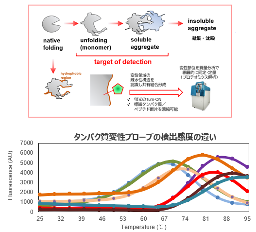タンパク質変性の可視化プローブ