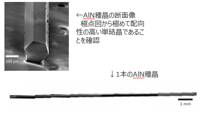 単結晶の窒化アルミニウム種晶