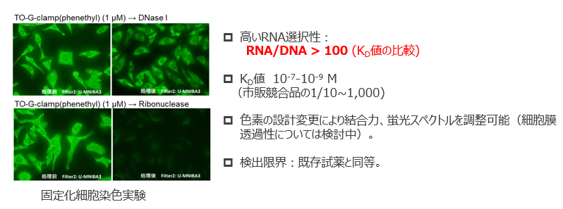 RNAグアニン結合性蛍光色素