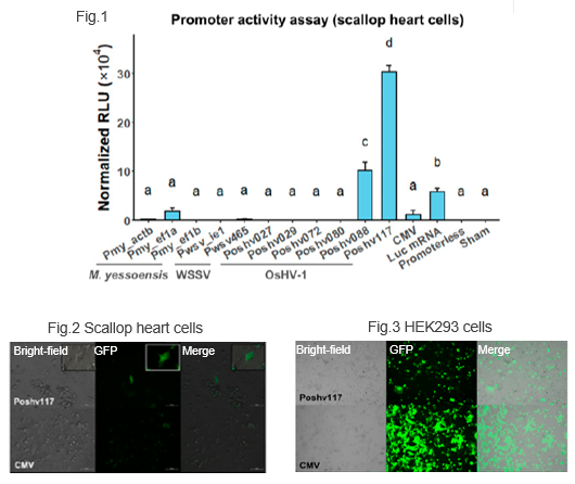 水生無脊椎動物用プロモーター