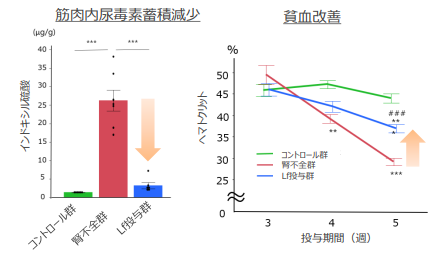 慢性腎臓病合併症の治療・予防剤