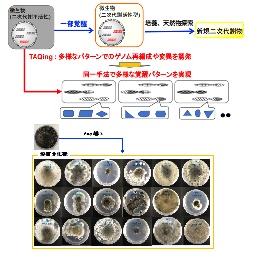 TAQingシステムを利用した糸状菌の改良