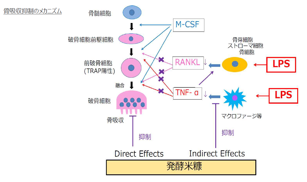 骨吸収の抑制剤