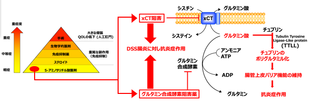 炎症性疾患の治療・予防薬と薬剤スクリーニング方法