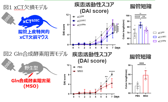 炎症性疾患の治療・予防薬と薬剤スクリーニング方法