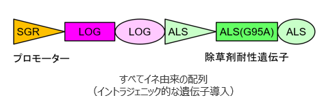 植物の糖化性向上方法