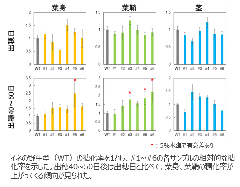 植物の糖化性向上方法