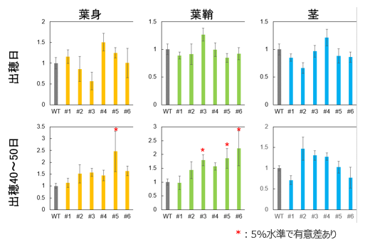 植物の糖化性向上方法