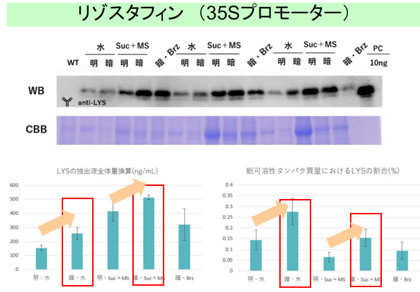 暗所でのタンパク質生産方法