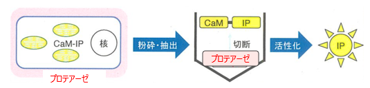 抗菌ぺプチドの生産方法