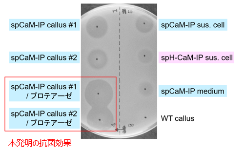 抗菌ぺプチドの生産方法