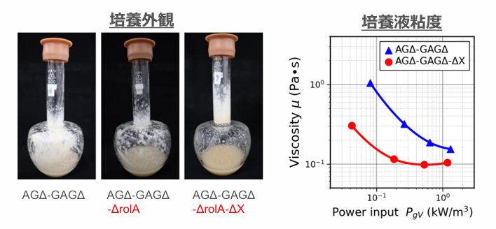 培養中の低酸素環境化と粘度増加を改善した高分散性糸状菌