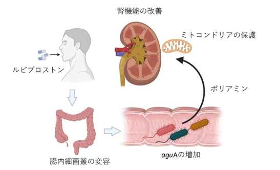 便秘薬ルビプロストンの腎保護作用